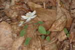 Rue anemone <BR>Windflower